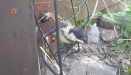 Młode bogatki uczą się latać