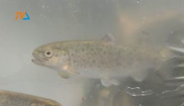 Zarybienie rzeki