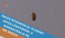 Nasza interwencja: pluskwy gryzą lokatorów, a administracja się nie śpieszy. Nasza interwencja: pluskwy gryzą lokatorów, a administracja się nie śpieszy.
