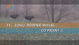 Ty… łosiu, równie wielki, co piękny :) Ty… łosiu, równie wielki, co piękny :)