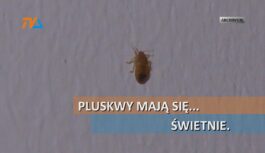 Pluskwy mają się …świetnie.