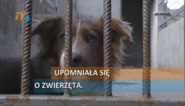Upomniała się o zwierzęta Upomniała się o zwierzęta