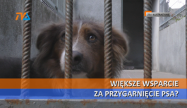 Większe wsparcie za przygarnięcie psa?