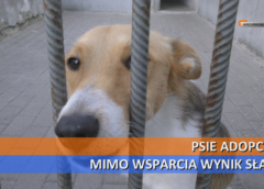 Psie adopcje – mimo wsparcia wynik słaby
