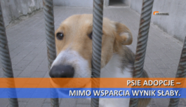 Psie adopcje – mimo wsparcia wynik słaby